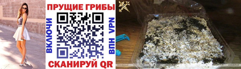Купить закладки  Полтавская  Галлюциногенные грибы Psilocybe 
